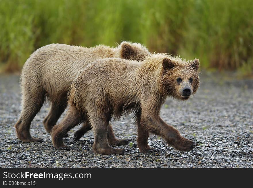 Brown Bear Cubs Just Out Of The Water