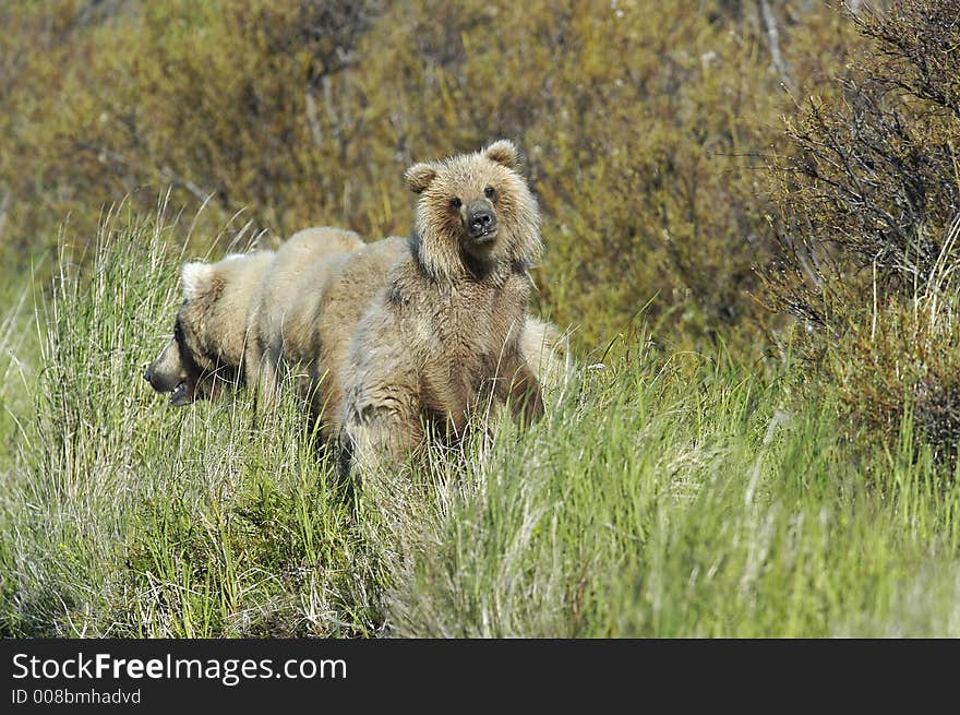 Brown bear and bear cub looking at me