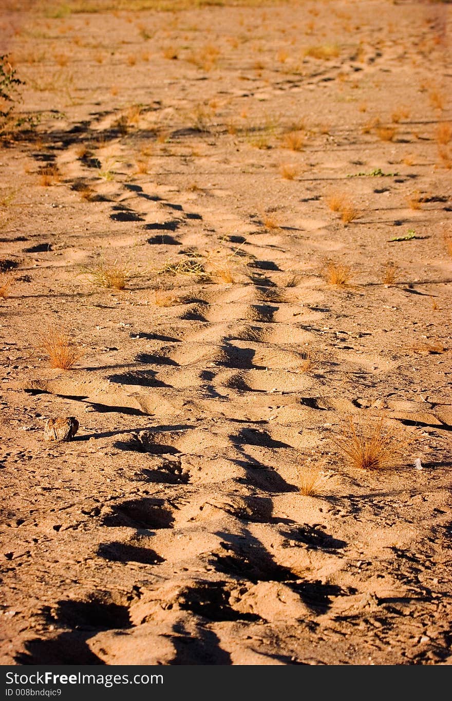 Tracks in the sand in Zambia. Tracks in the sand in Zambia