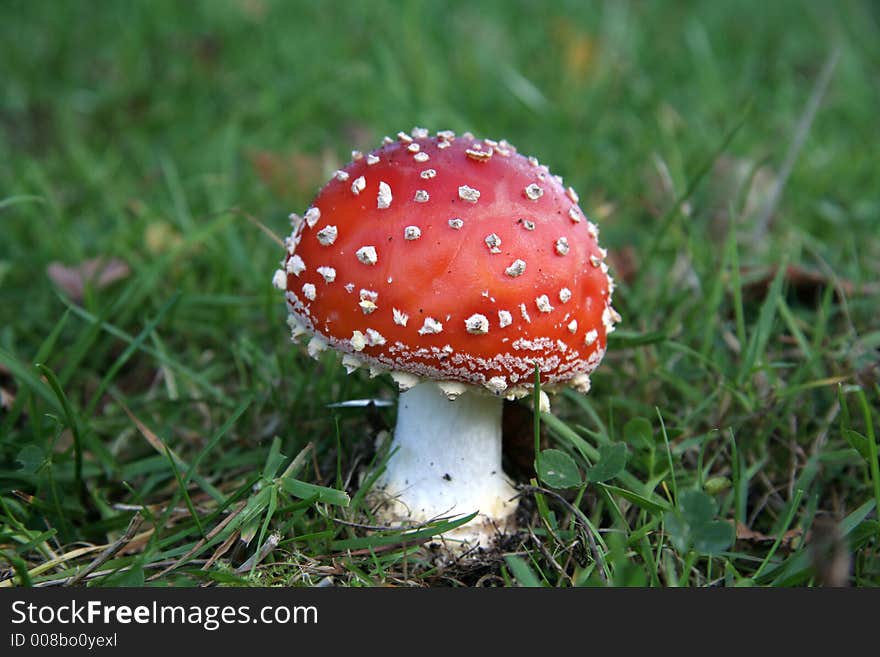 Beautiful poisonous mushroom found in a local wood. Beautiful poisonous mushroom found in a local wood