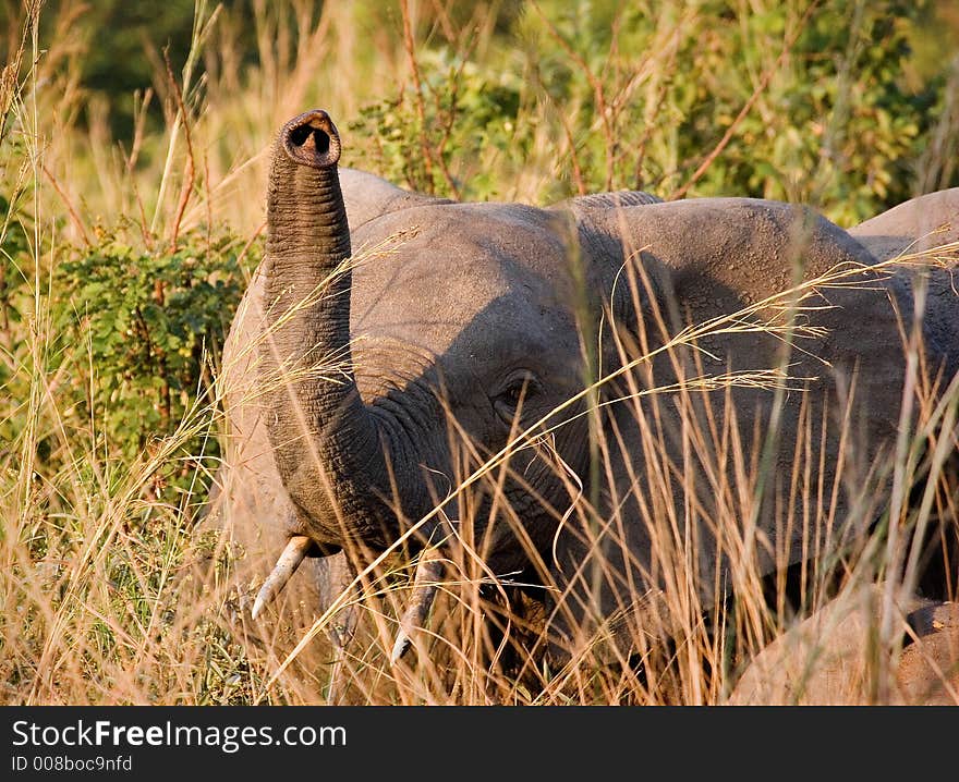 Elephant sniffing