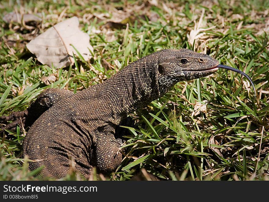 Monitor Lizard