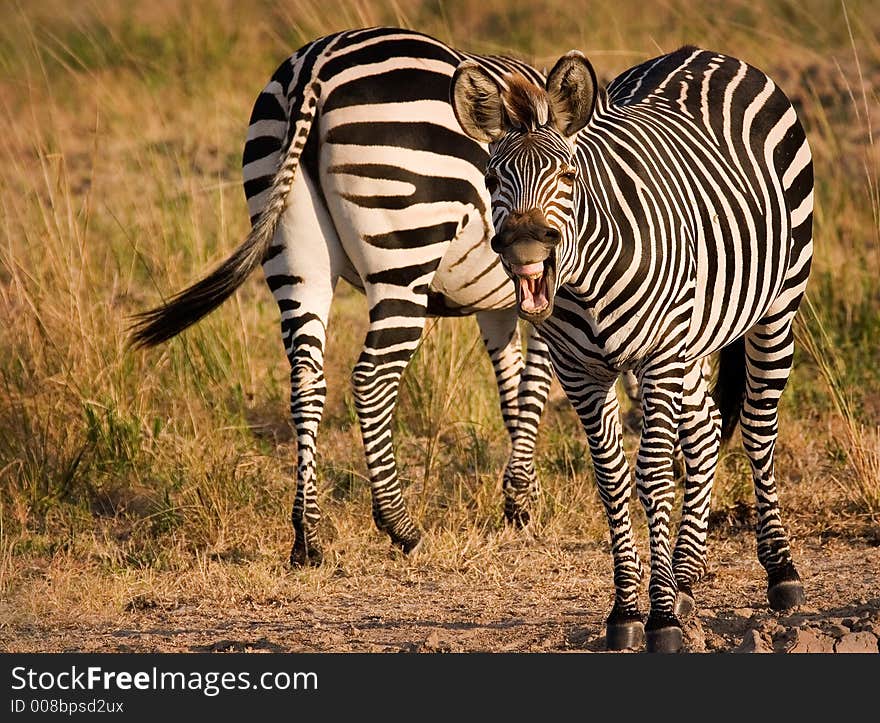 Yawning Zebra