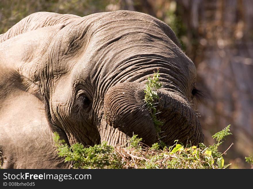 Elephant eating from branches in Lower Zambezi. Elephant eating from branches in Lower Zambezi