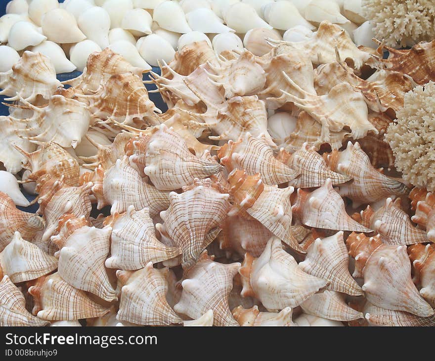 Sea shells in a show case for sales. Sea shells in a show case for sales.