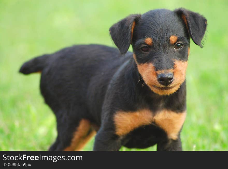 Puppy terrier little close charming. Puppy terrier little close charming