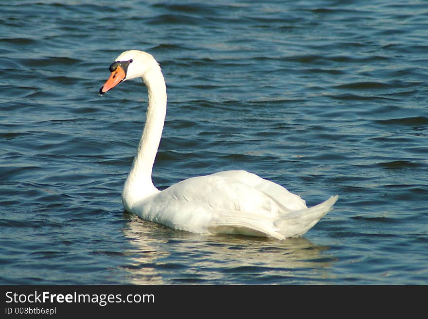 Swan water blue pure white beautiful. Swan water blue pure white beautiful