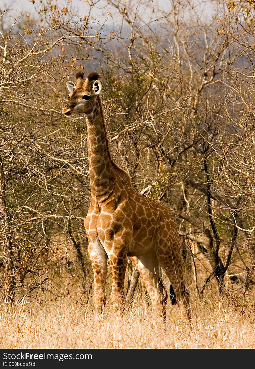 Baby giraffe in Kruger National Park