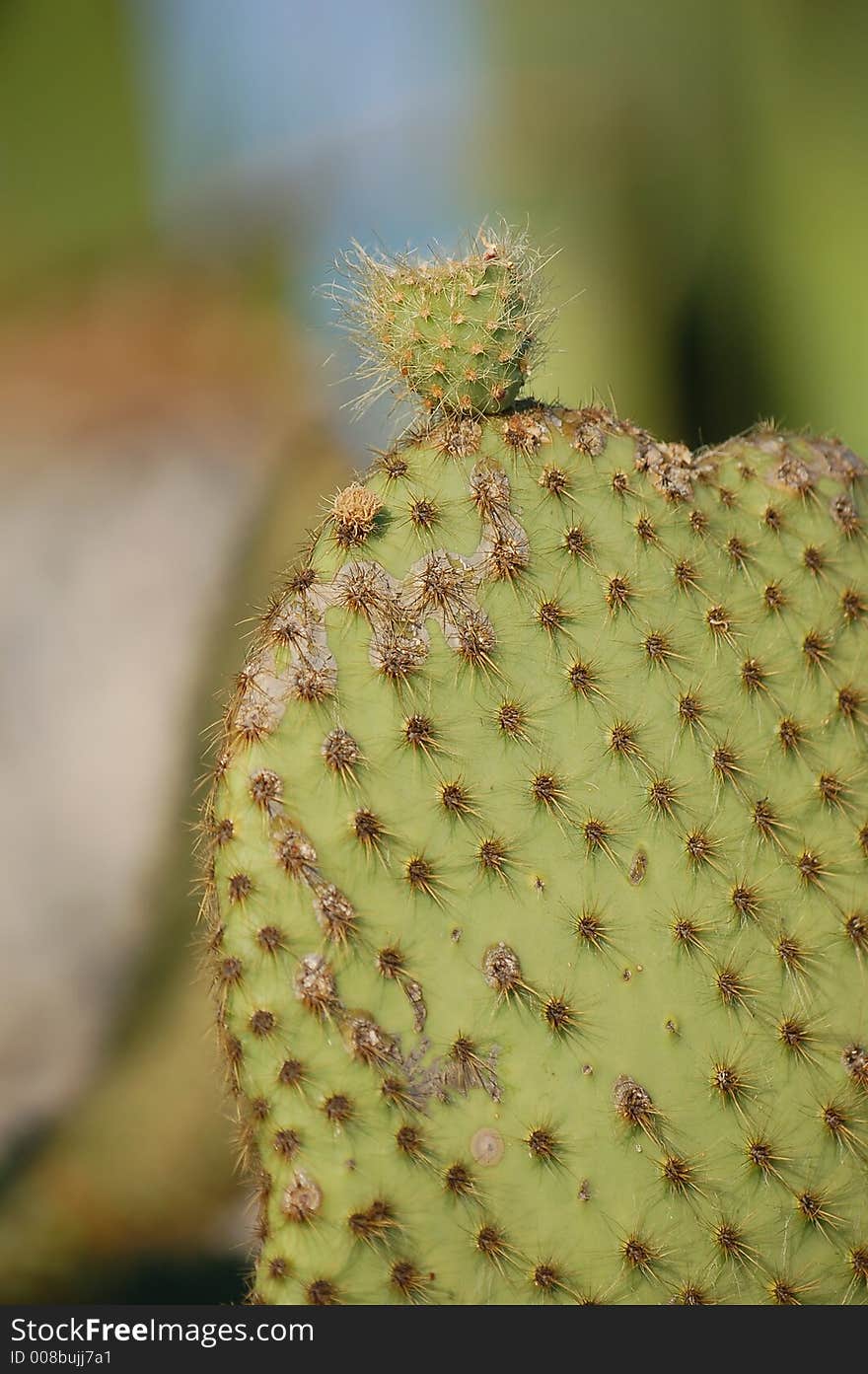 Cactus in exotic garden i n Eze. Cactus in exotic garden i n Eze