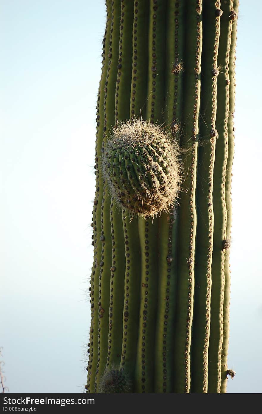 Cactus in exotic garden in Eze