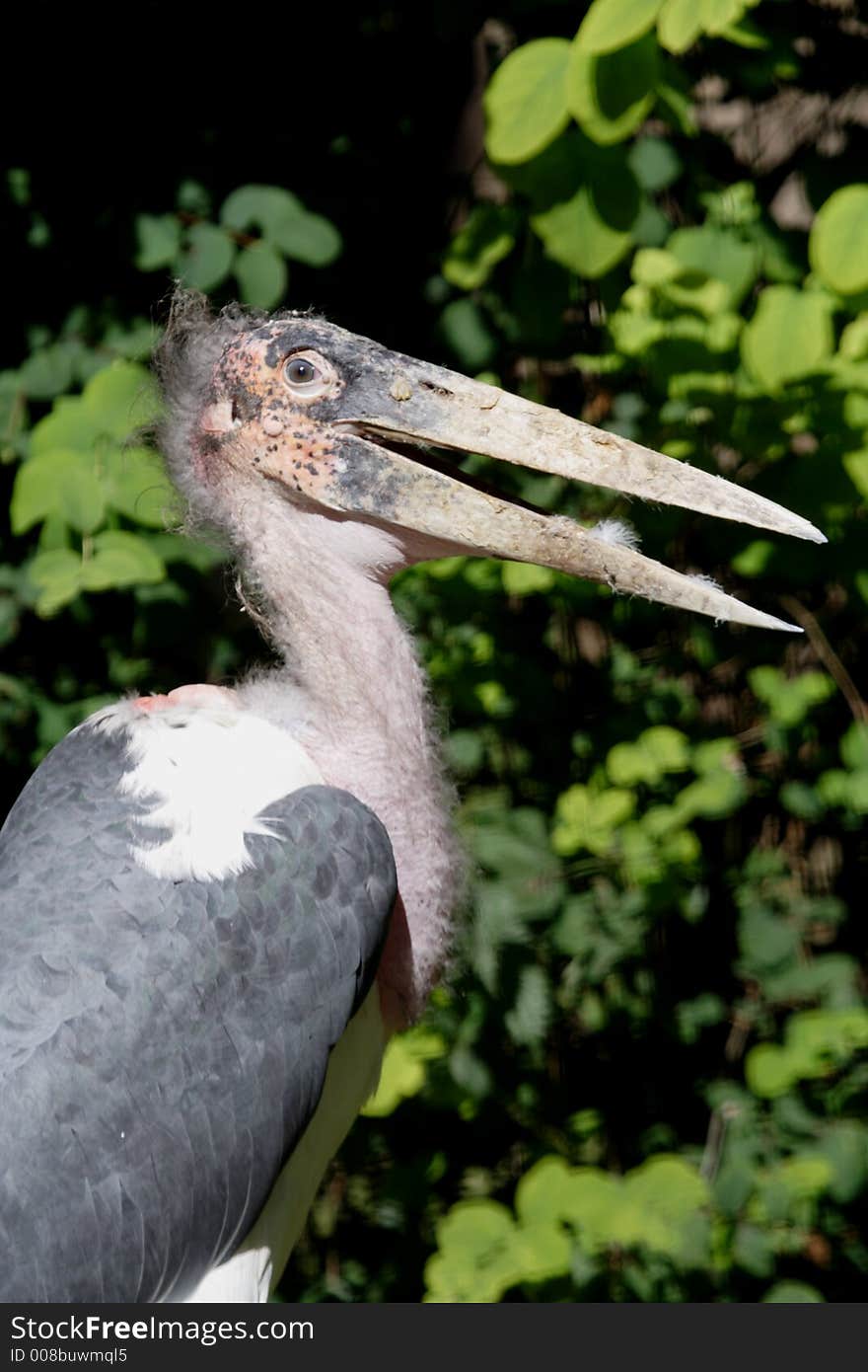 The Marabou Stork, Leptoptilos crumeniferus, is a large wading bird in the stork family Ciconiidae. It breeds in Africa south of the Sahara, occurring in both wet and arid habitats, often near human habitation, especially waste tips.