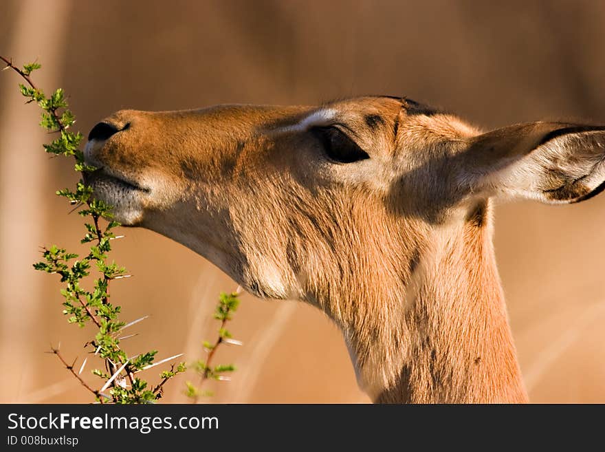 Impala eating from a branche. Impala eating from a branche