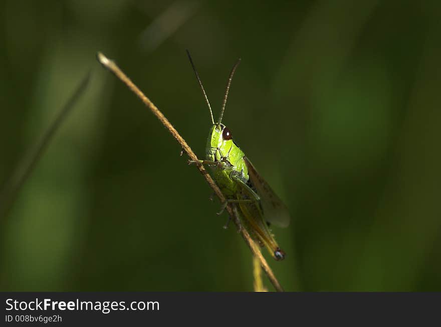 The grasshopper sits on a blade. The grasshopper sits on a blade