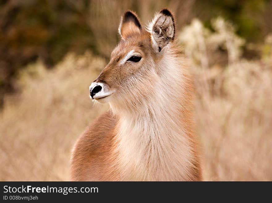 Waterbuck in kruger national park south africa