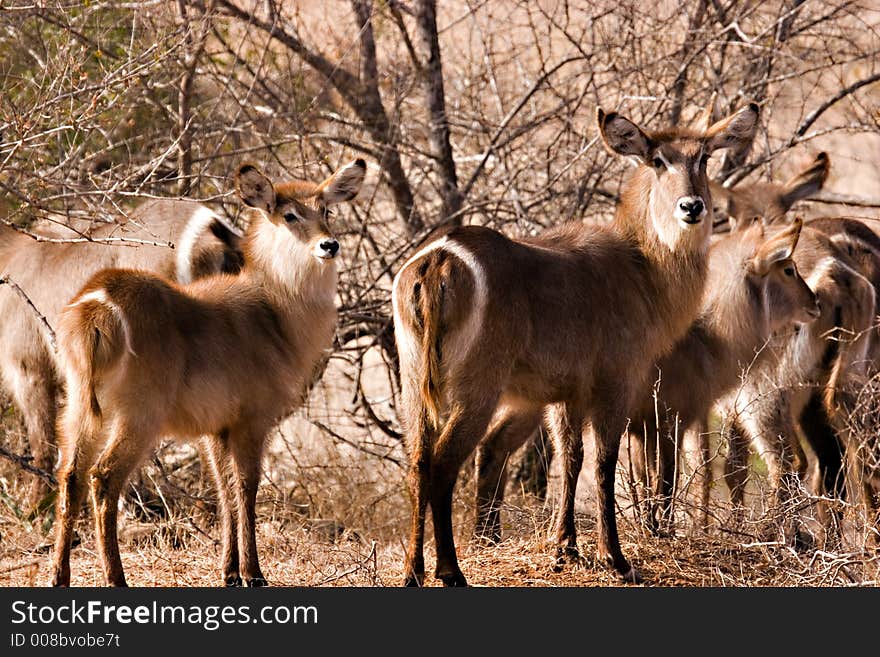 Waterbuck With Baby