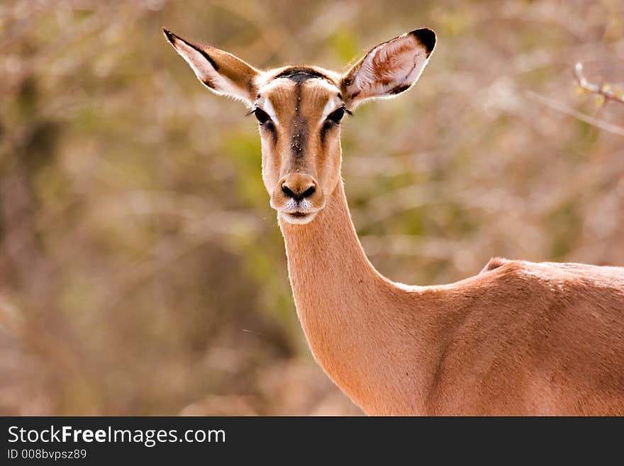 Impala in kruger national park south africa