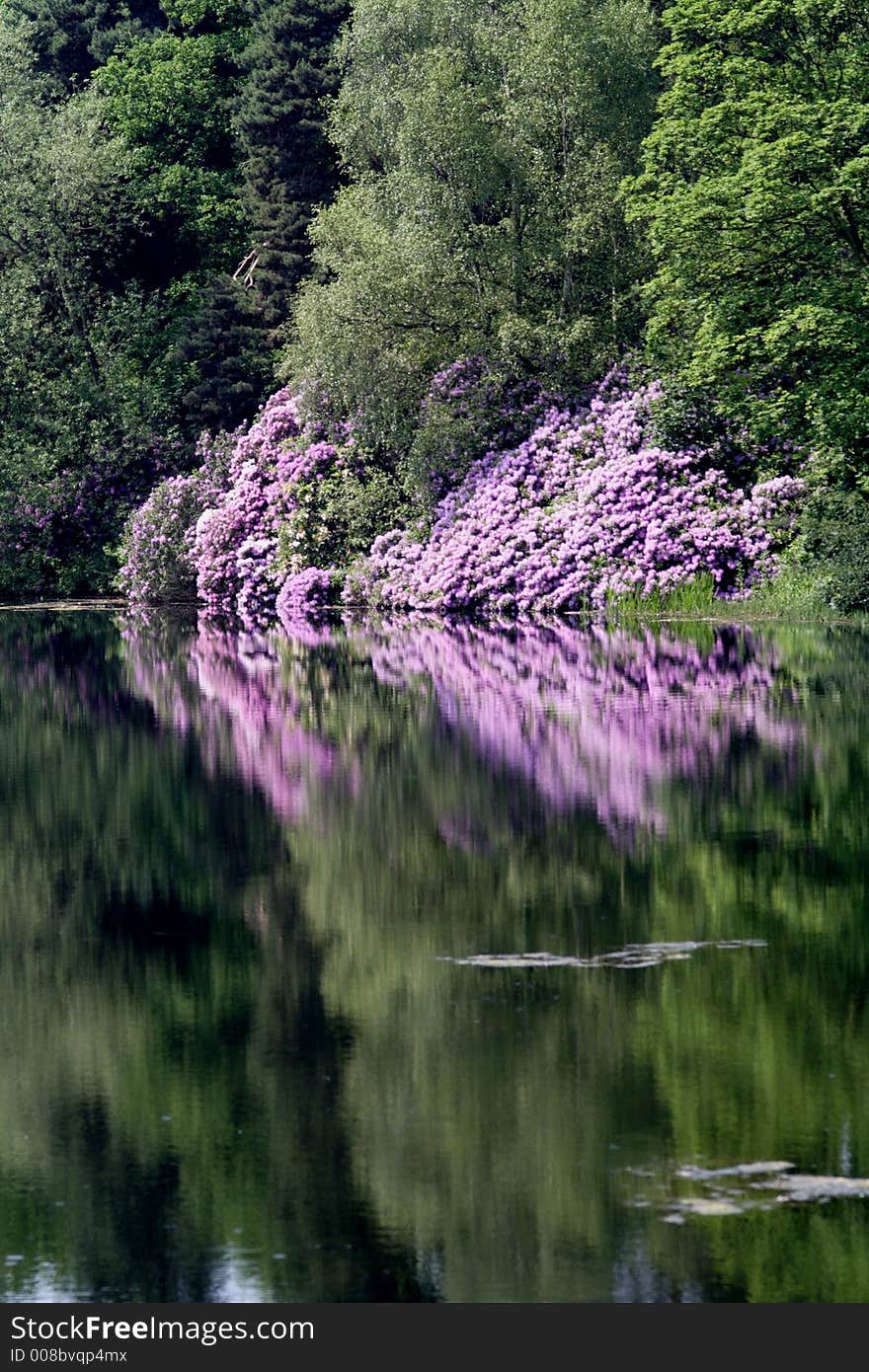 Within the grounds of Nostell Priory are delightful lakeside walks with a stunning collection of rhododendrons and azaleas in late spring. Within the grounds of Nostell Priory are delightful lakeside walks with a stunning collection of rhododendrons and azaleas in late spring.