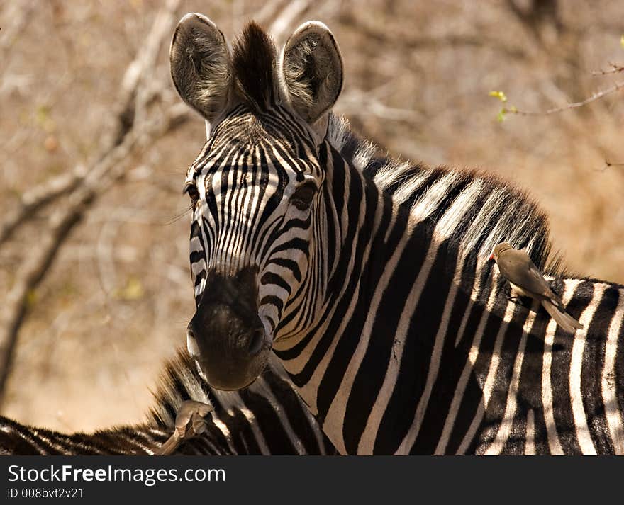 Zebra with oxpecker in kruger national park