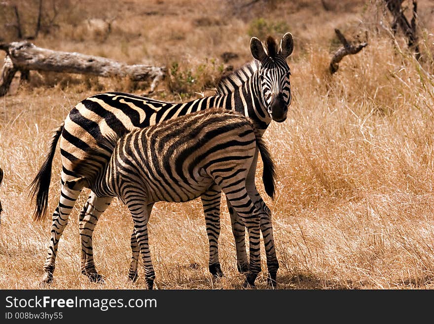 Baby zebra drinking in the kruger national park. Baby zebra drinking in the kruger national park