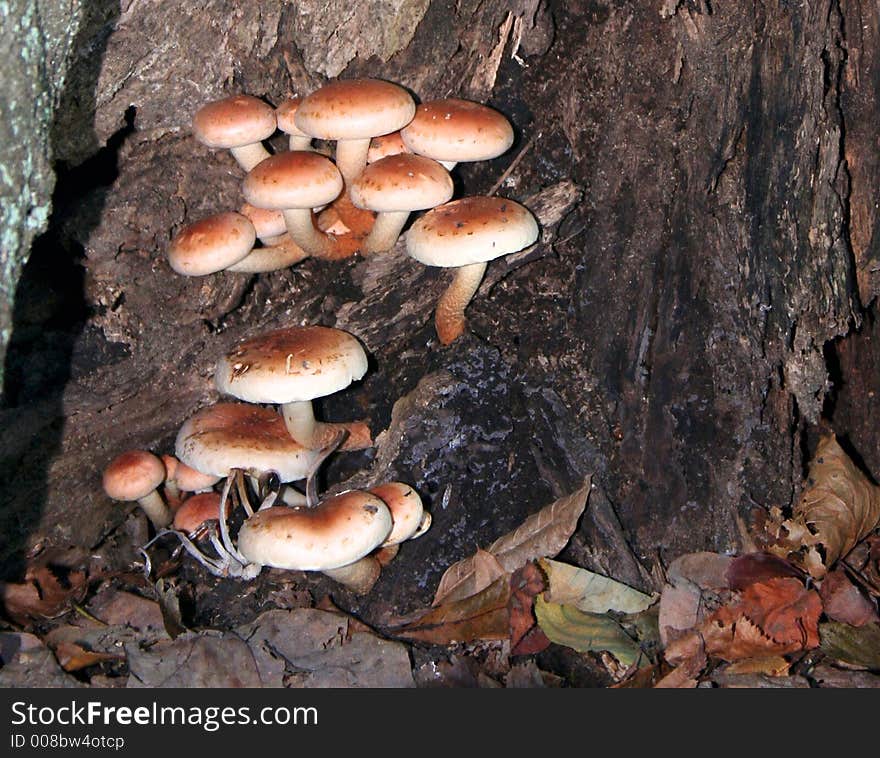 Toadstools - nestled in decaying tree.