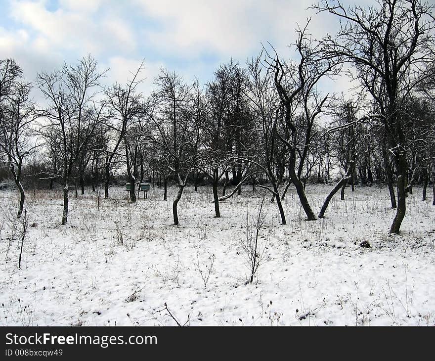 Orchard in winter