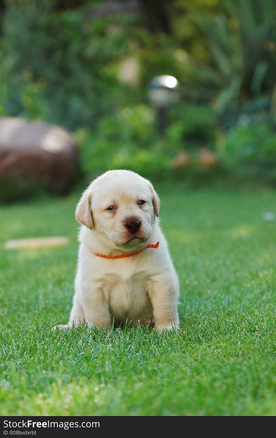 Yellow labrador retriever puppy portrait