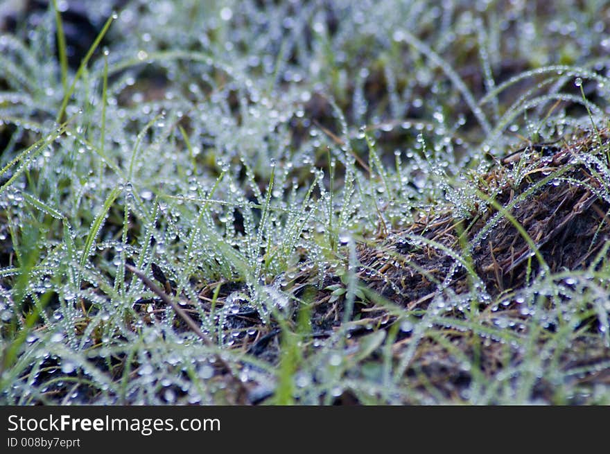 Dewdrops on blades of grass. Dewdrops on blades of grass