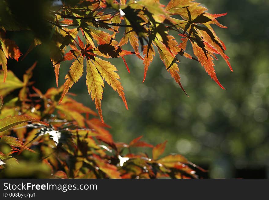 Autumn leaves of maple in sun. Autumn leaves of maple in sun