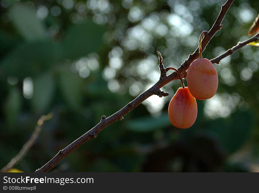 Biological plum