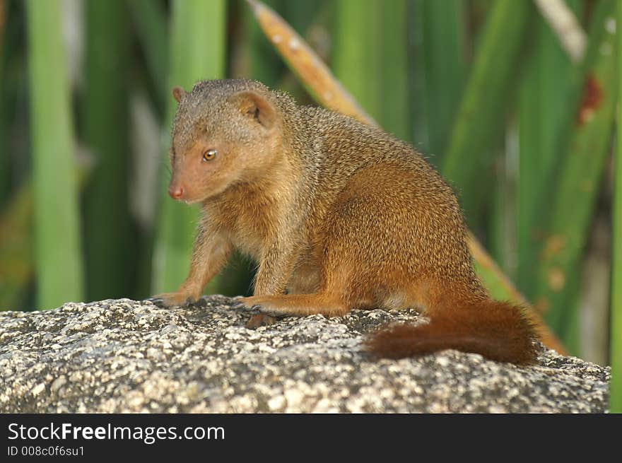 Mongoose at rock in Tanzania. Mongoose at rock in Tanzania