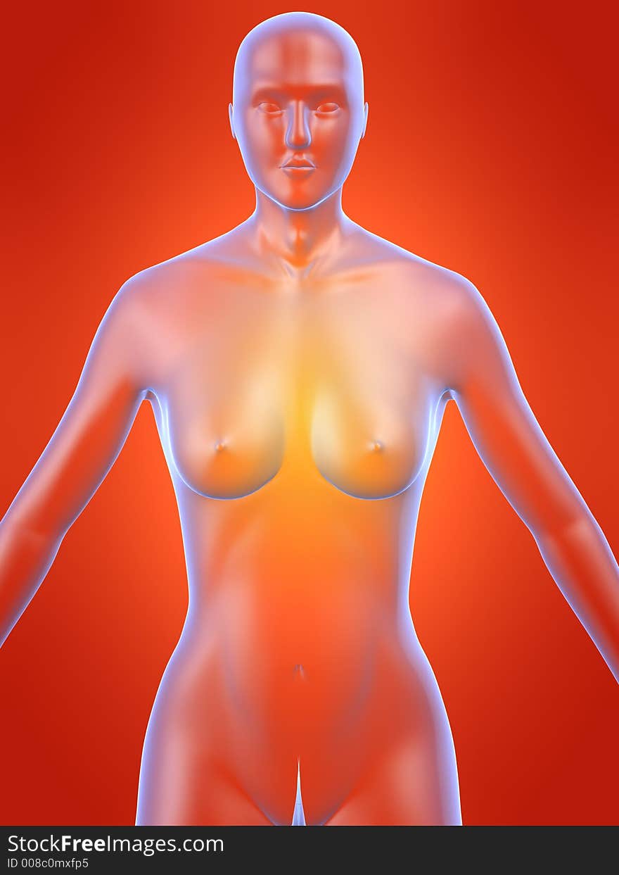 3d rendered illustration of female anatomy