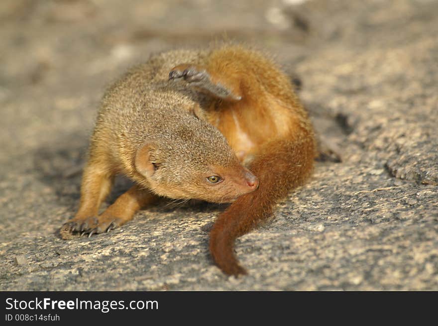 A washing mongoose at rock in Tanzania. A washing mongoose at rock in Tanzania