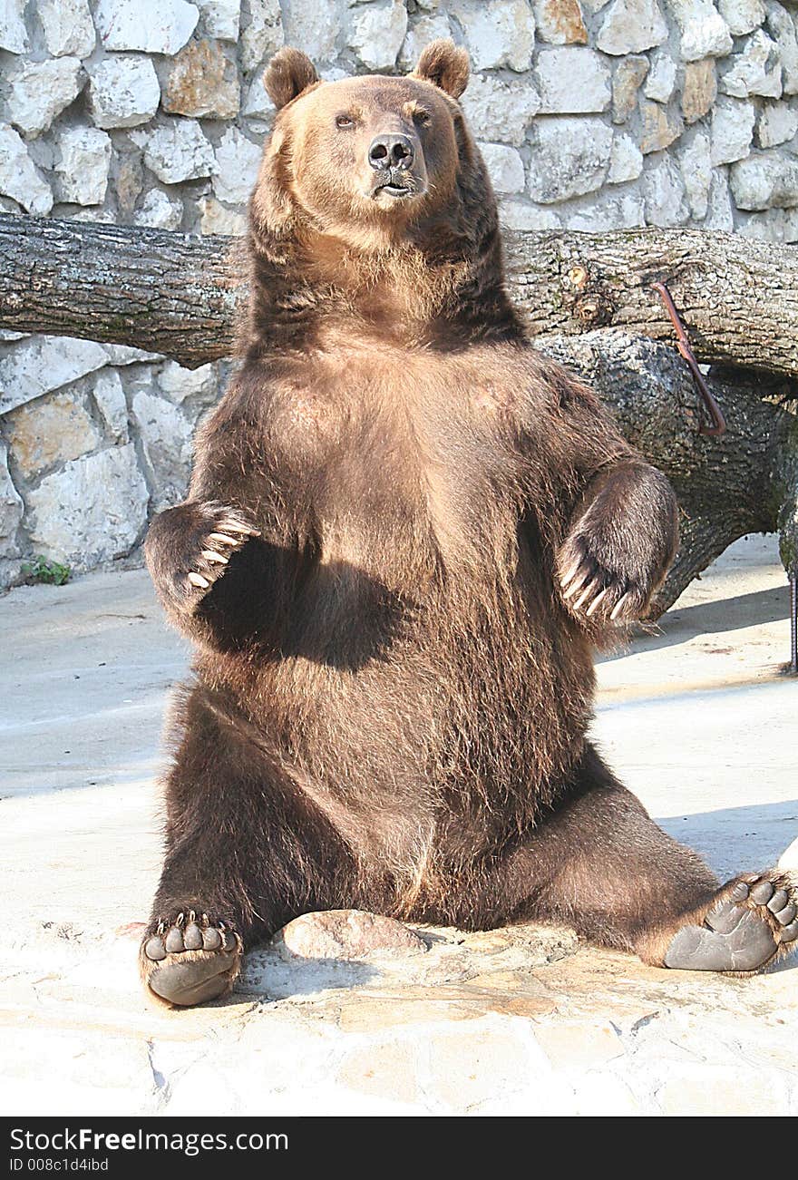 Russian Brown Bear Shows off. Russian Brown Bear Shows off