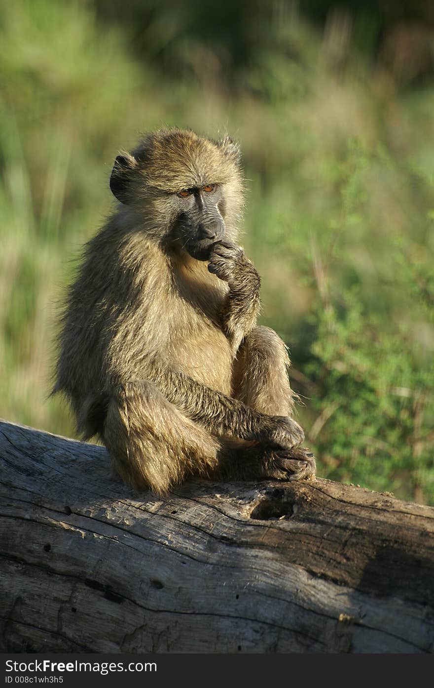 A baboon sitting on a dead tree sunbathing in early morning. A baboon sitting on a dead tree sunbathing in early morning