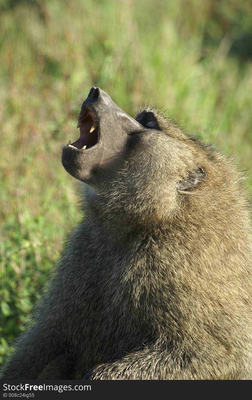 A screaming baboon with open mouth. A screaming baboon with open mouth