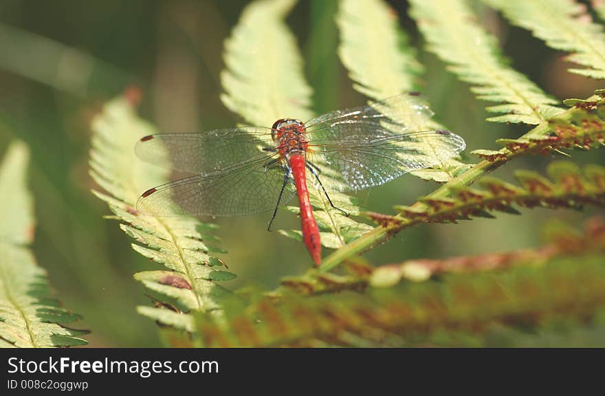 Dragonfly, nature, red, wings, green, fly, wait,