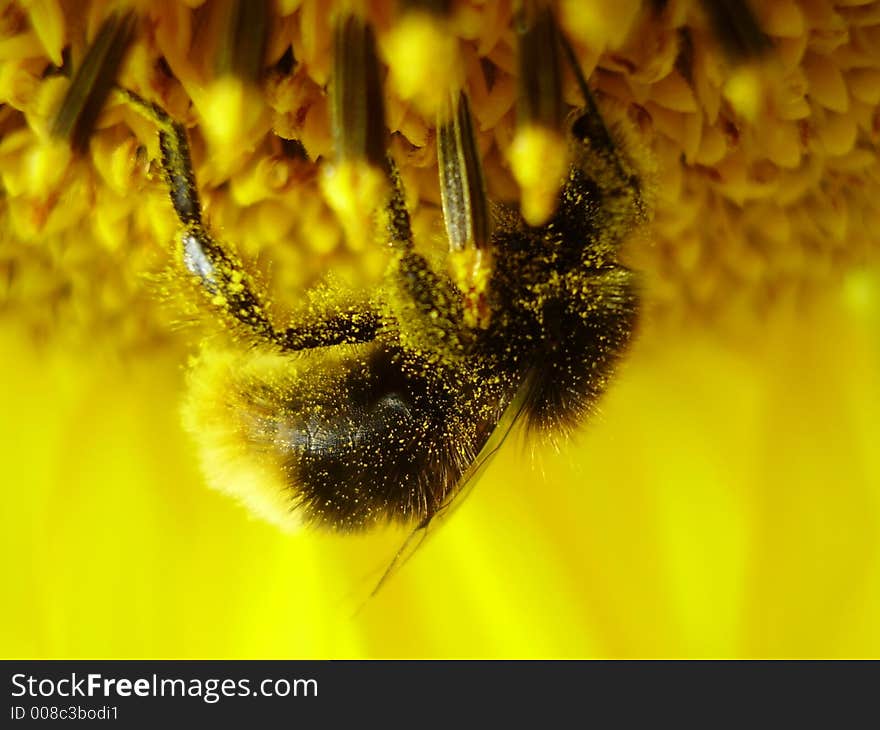 Shaggy bumblebee on a sunflower