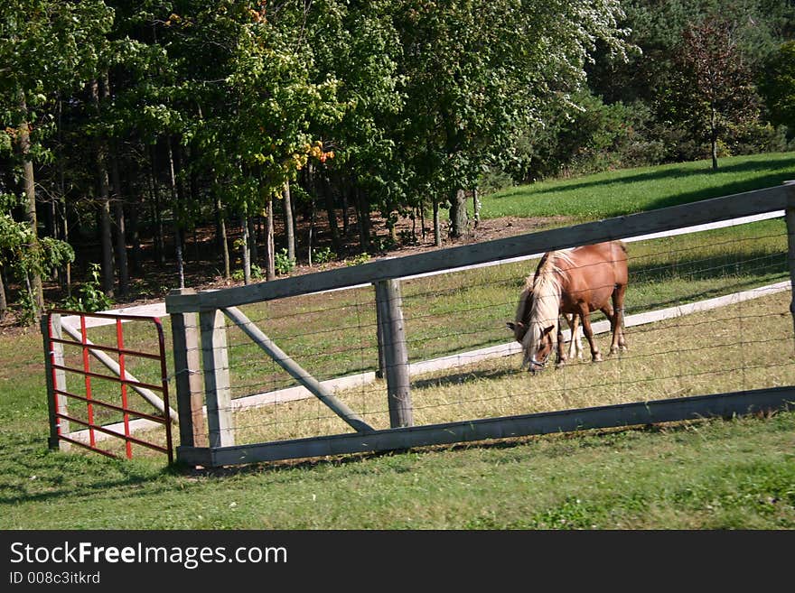 Horse and colt grazing in meadow. Horse and colt grazing in meadow