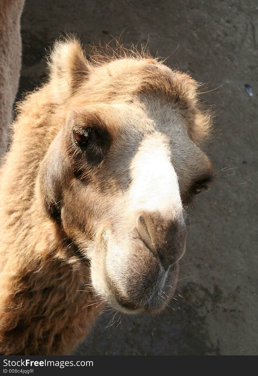 Portrait of a bactrian camel. Portrait of a bactrian camel