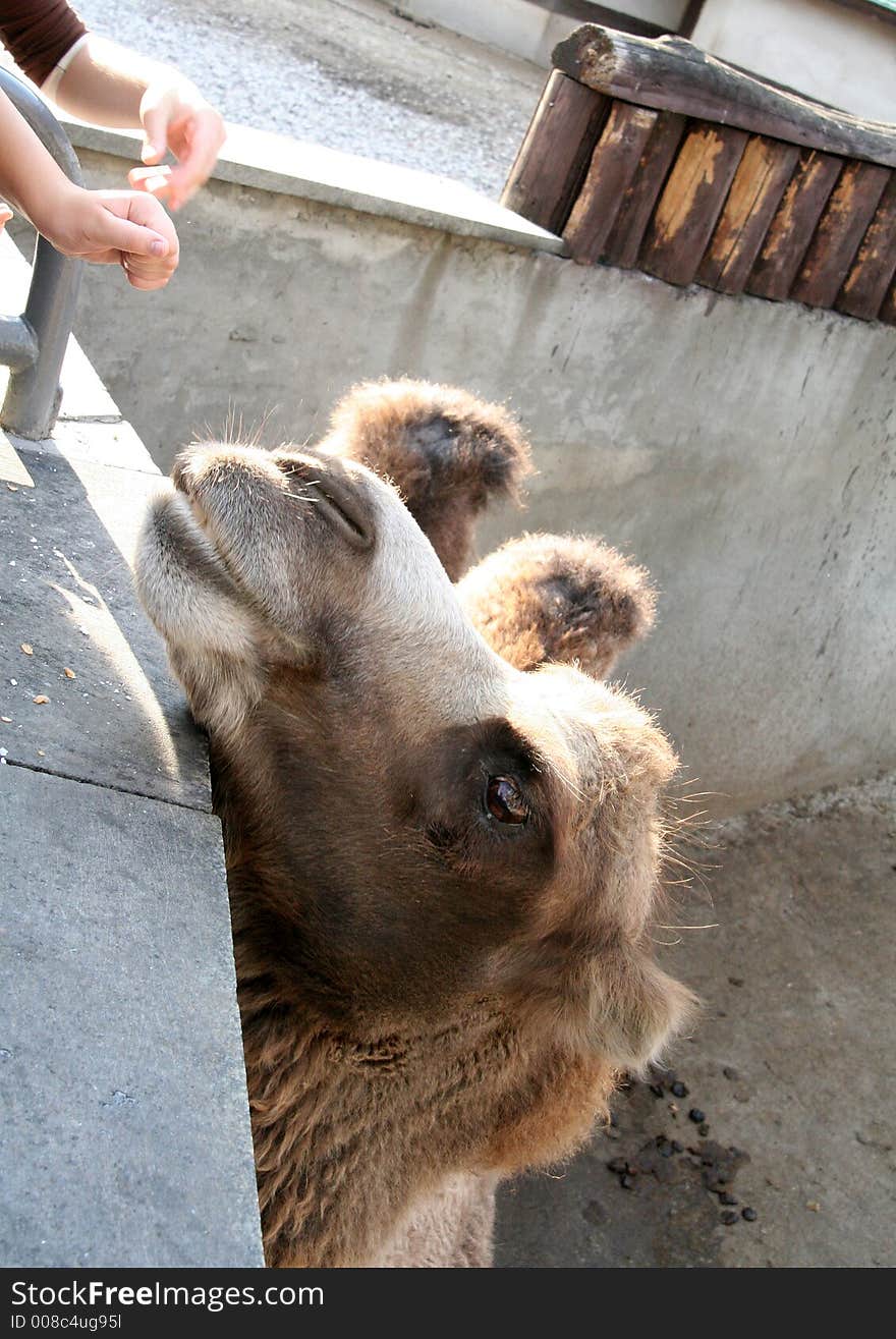 Portrait of a bactrian camel. Portrait of a bactrian camel