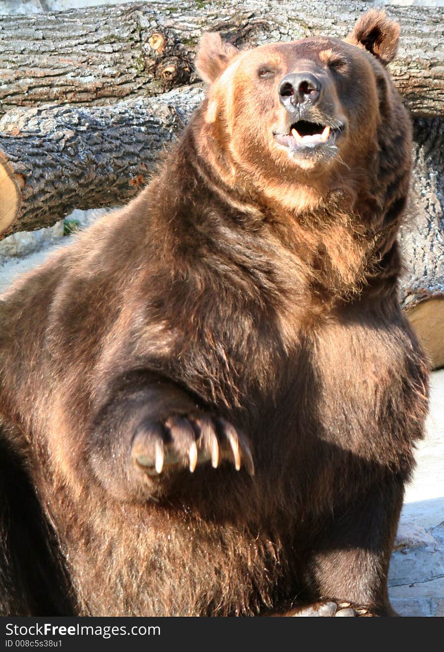 Russian Brown Bear Shows off. Russian Brown Bear Shows off