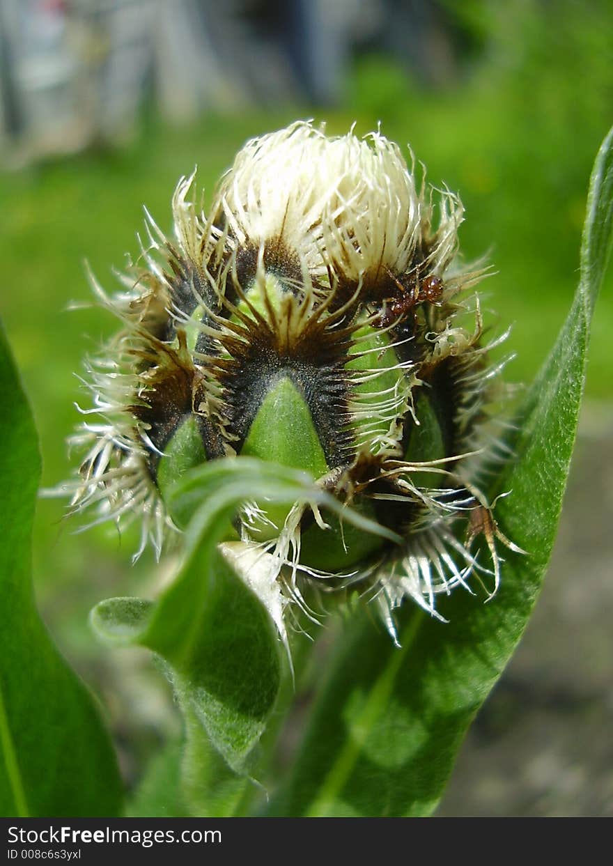 Bud of a white cornflower