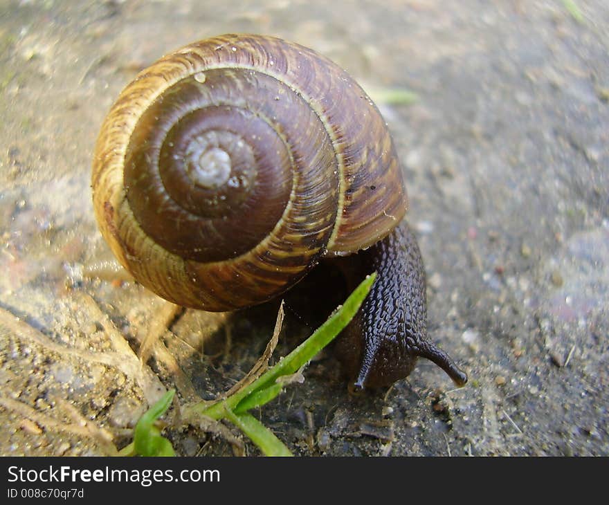 Snail