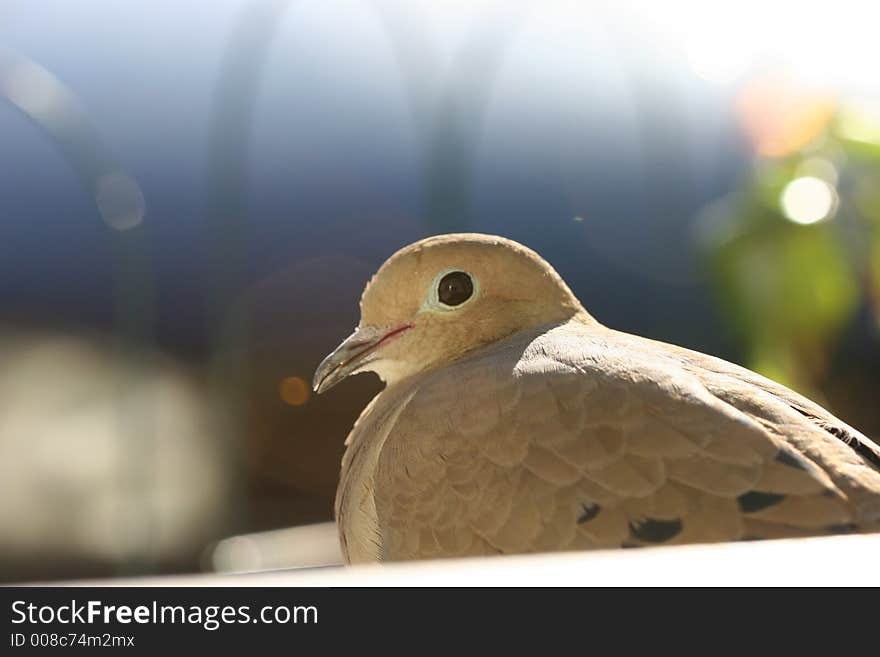 Close-up of Turtle Dove at evening. Close-up of Turtle Dove at evening.