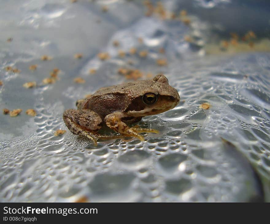 Frog in drops of water