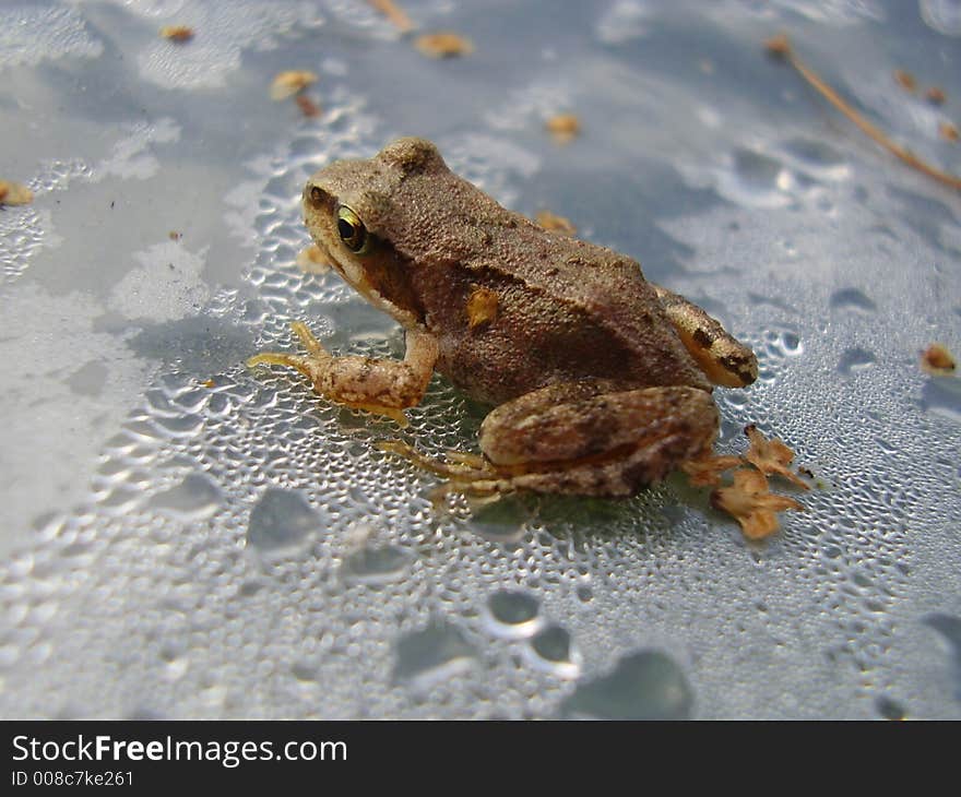 Frog in drops of water