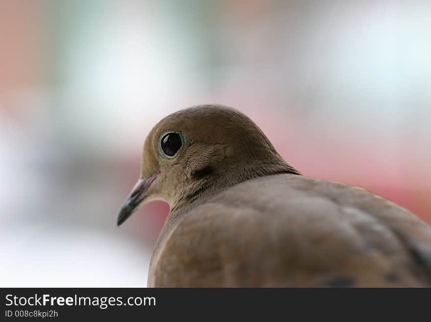 Close-up of Turtle Dove at dusk