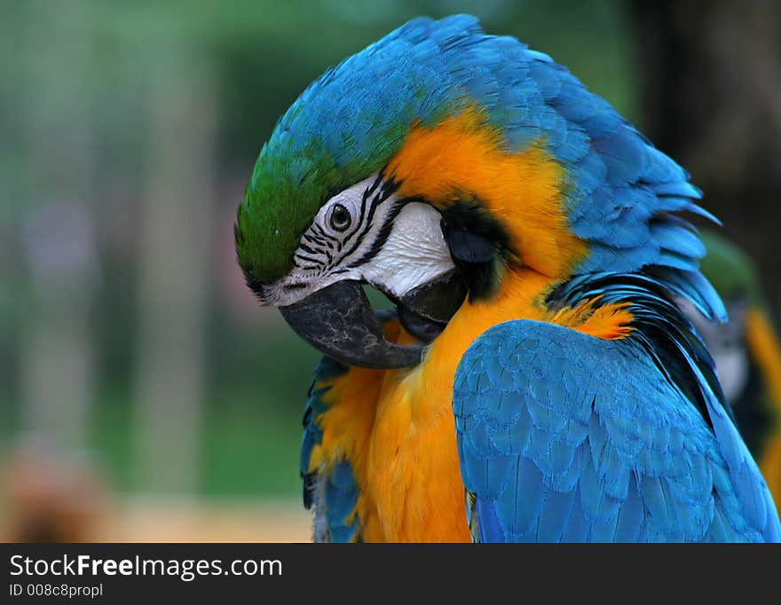 Macaw 2