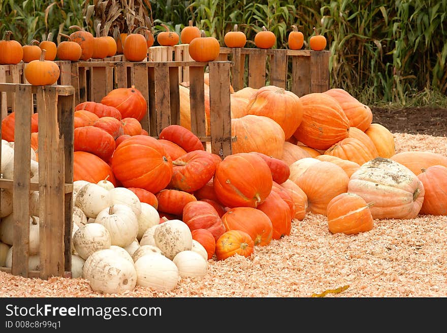 Piles Of Pumpkins