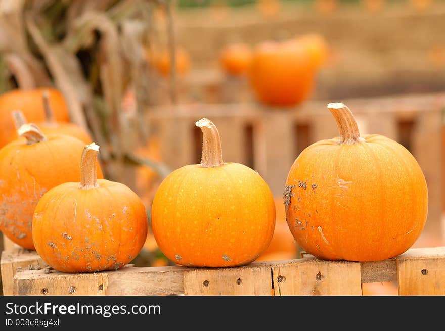 Three pumpkins in a Roll. Three pumpkins in a Roll